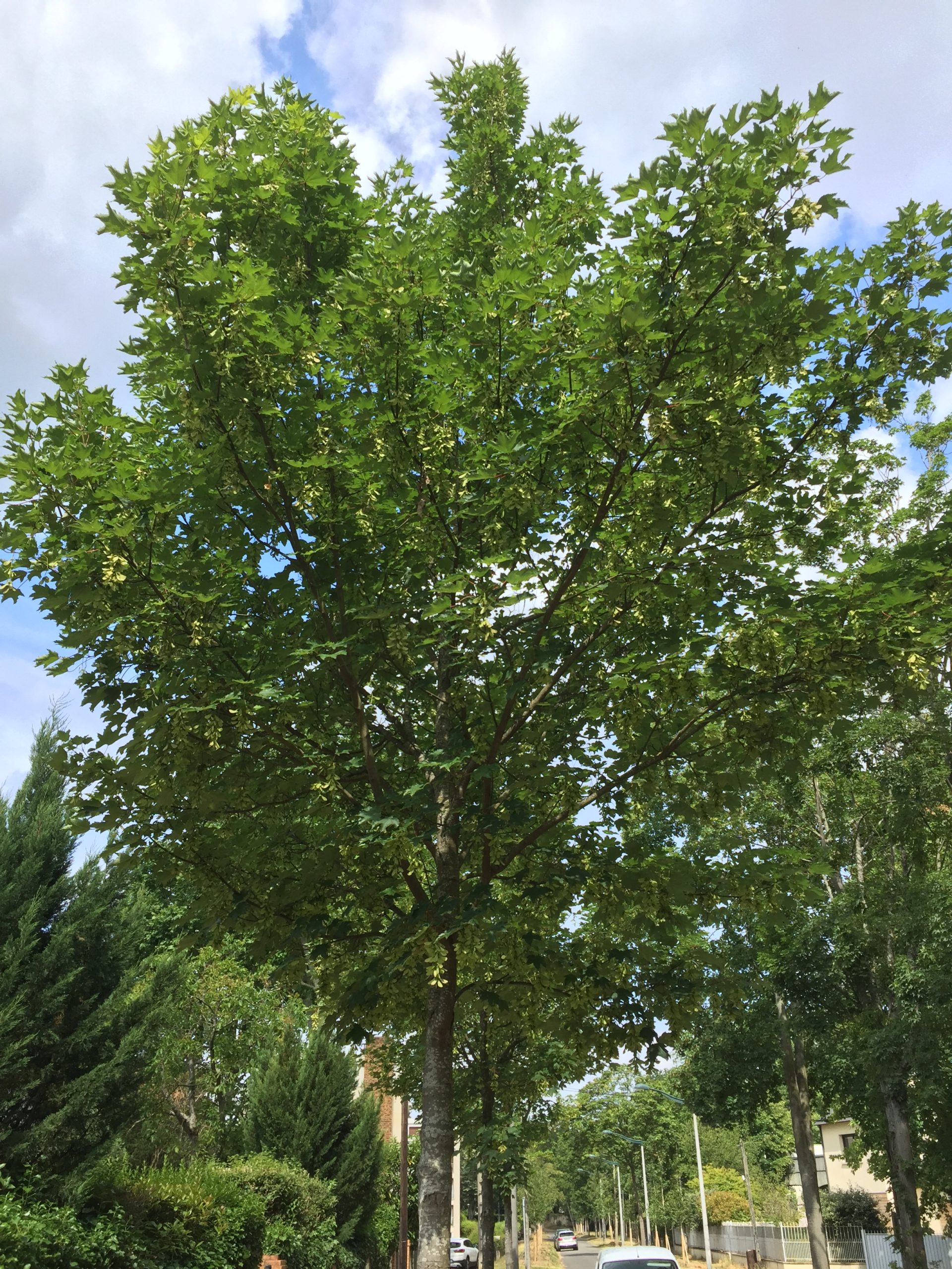 arbre - Erable sycomore