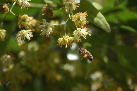 Tilleul-abeilles-Parc
