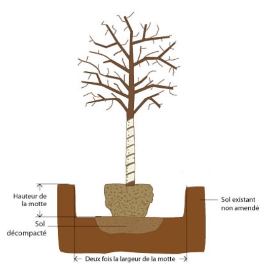 fausse de plantation